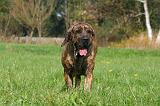 FILA BRASILEIRO 075